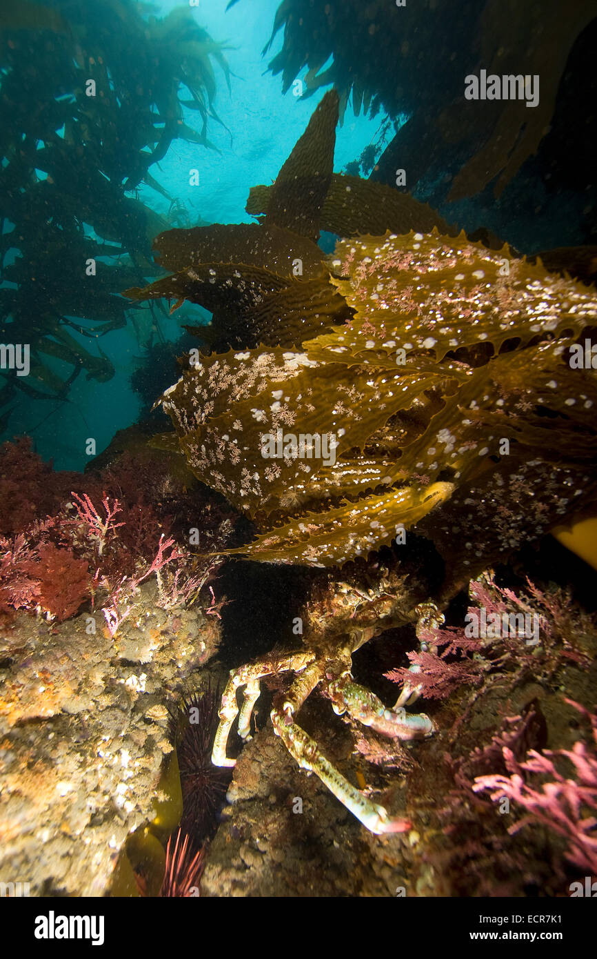 Underwater Spider Crab hiding in Kelp Stock Photo Alamy