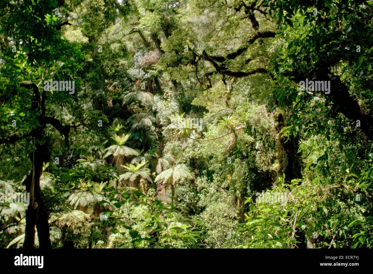 Natural rainforest tropical in new zealand Stock Photo