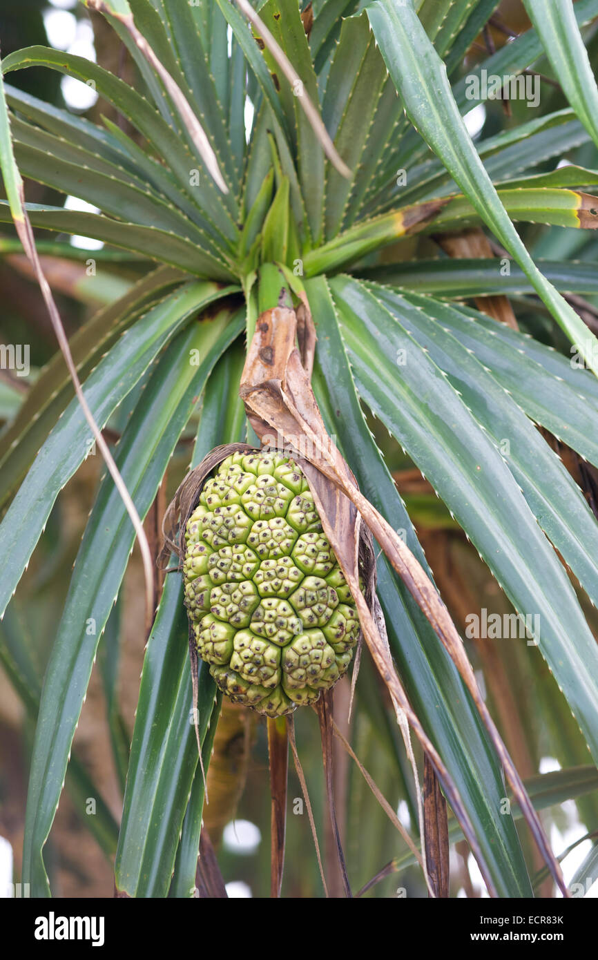 Non-edible palm tree fruit Stock Photo