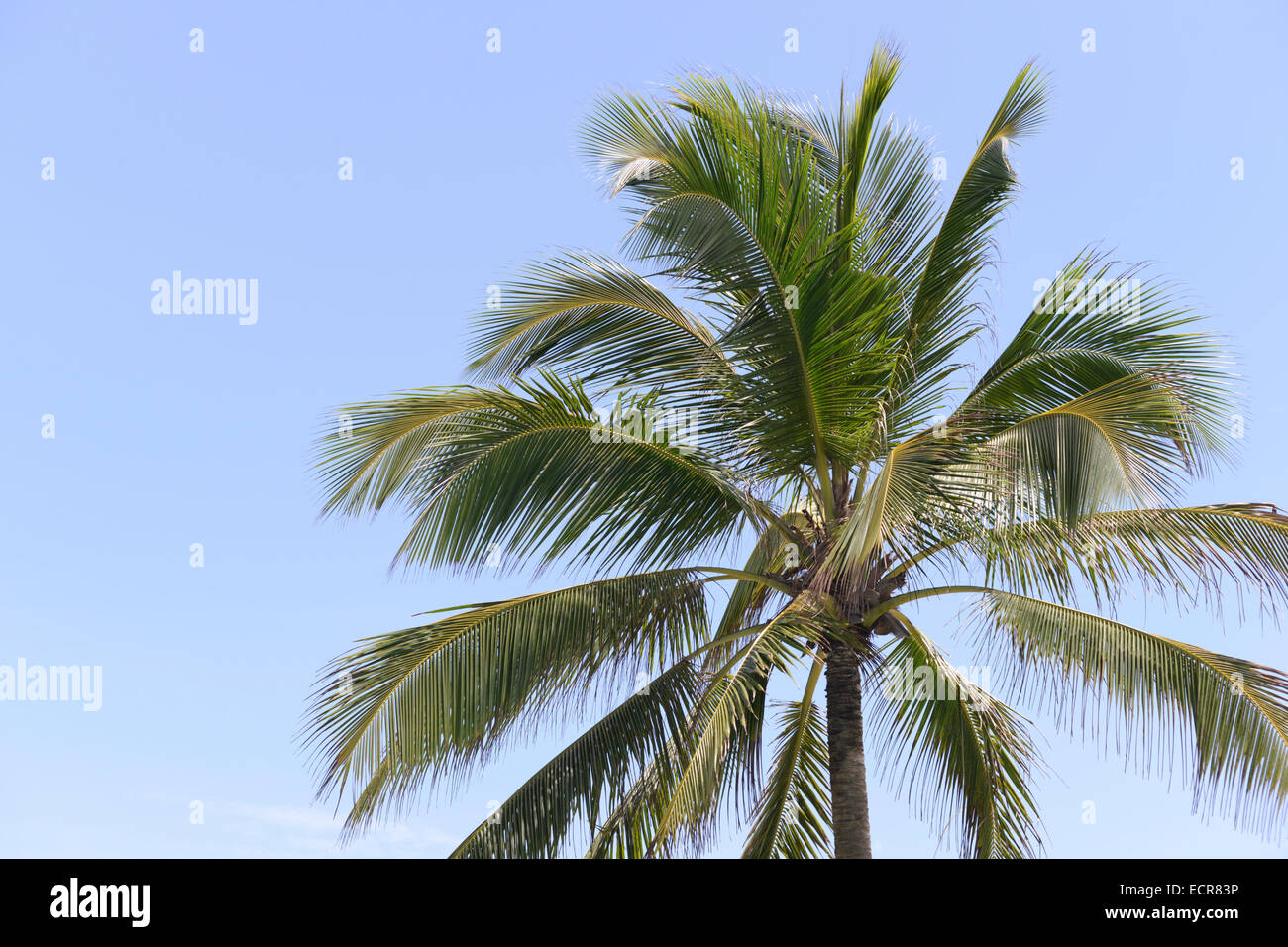 Palm tree against a clear blue sky Stock Photo - Alamy
