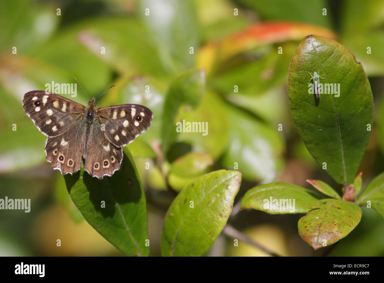 A Speckled Wood butterfly and a Leafhopper on a Rhododendron. Stock Photo