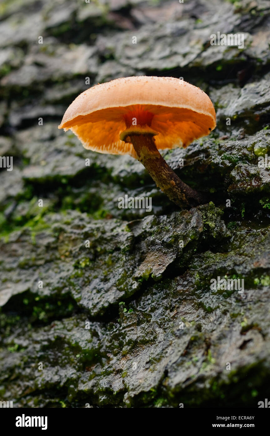 SIngle Pholiota Lucifera mushroom growing on dead tree trunk, view from underneath. Stock Photo
