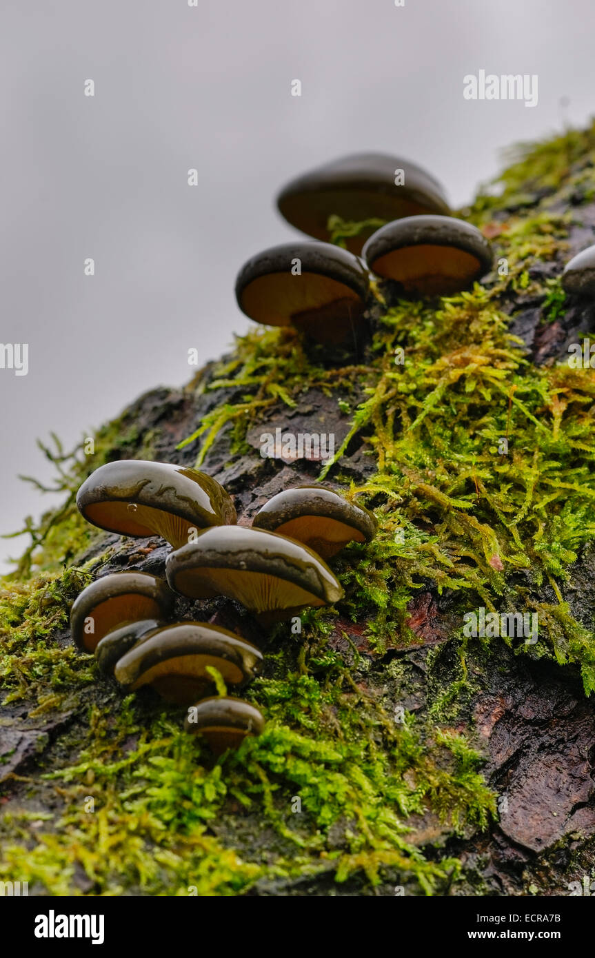 Clump of wet grey oyster mushrooms growing on tree trunk with lichen, view from underneath. Stock Photo
