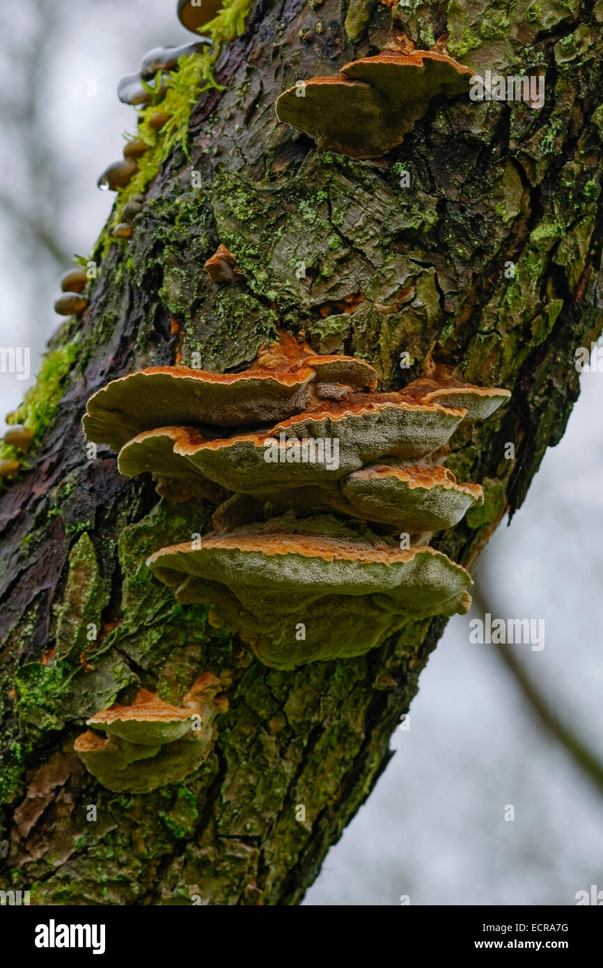 Bracket fungus growing on rough barked tree trunk. Stock Photo