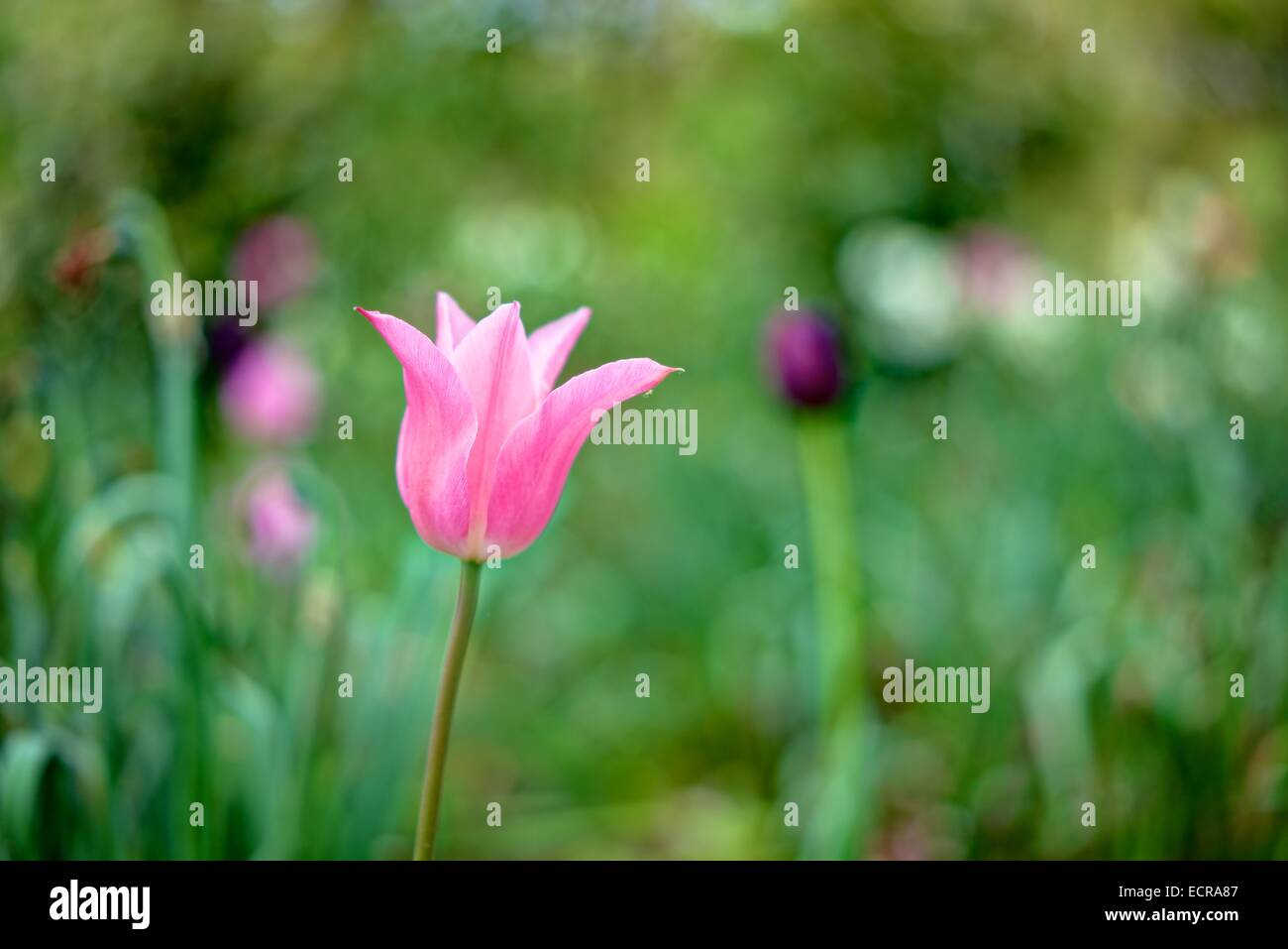 A single elegant pink Tulip isolated against a blurred background of a mainly green leaf spring garden. Stock Photo