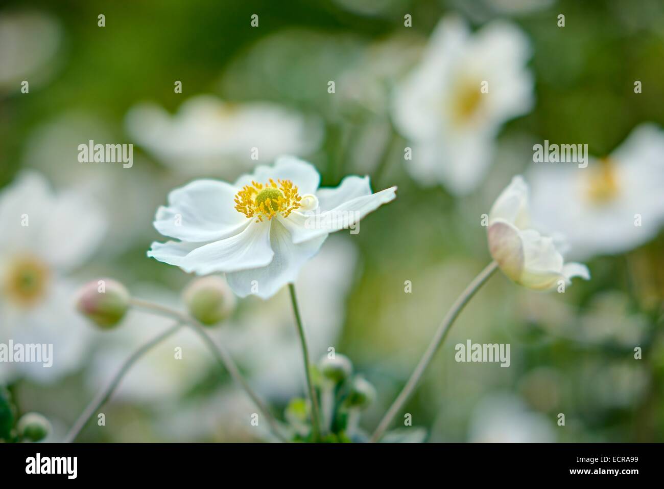 Single white border perennial Japanese Anemone, yellow stamen, against a blurred background of the garden full of White Anemone Stock Photo