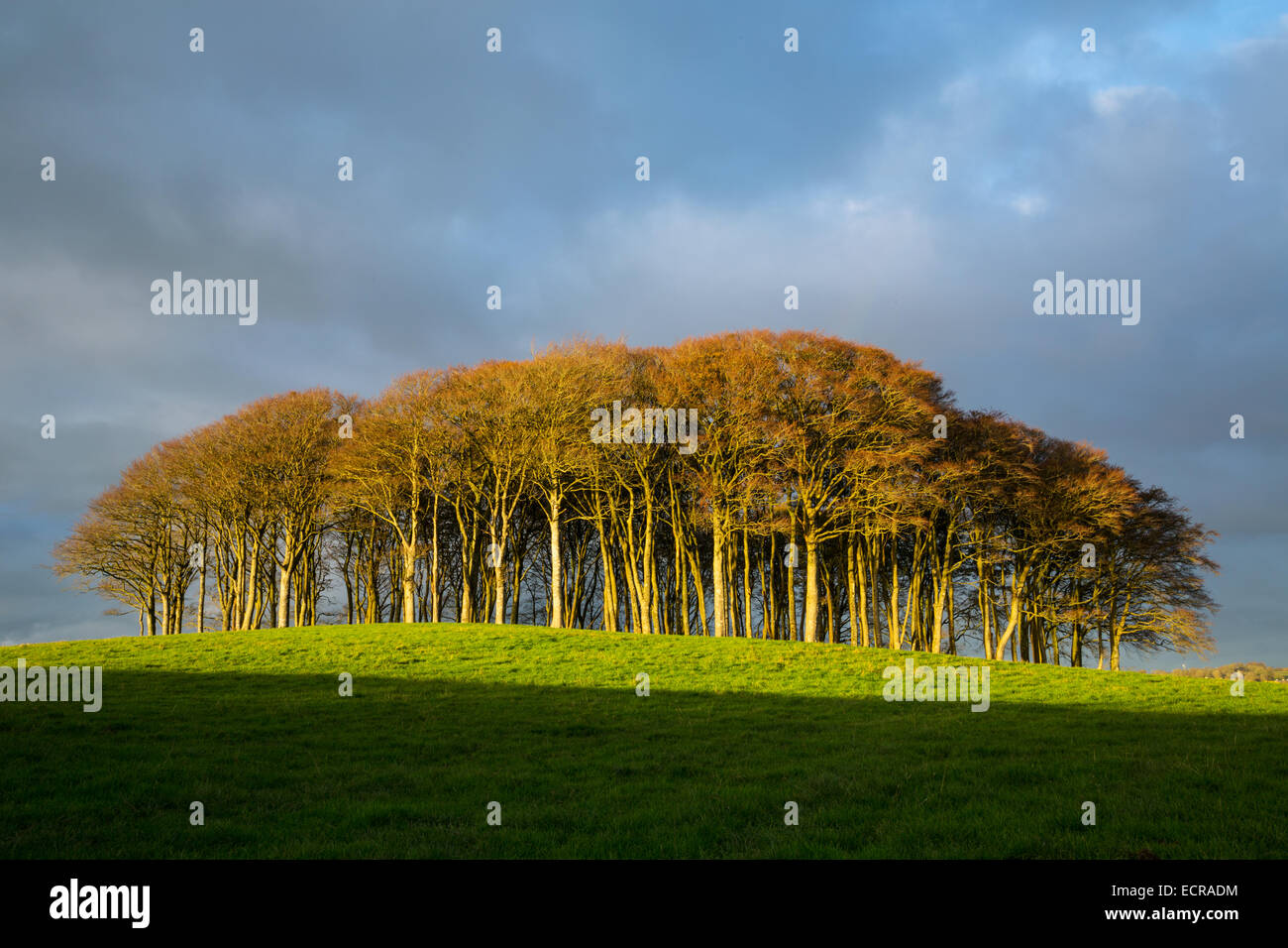 Beech Trees at Higher Cookworthy Devon Stock Photo Alamy