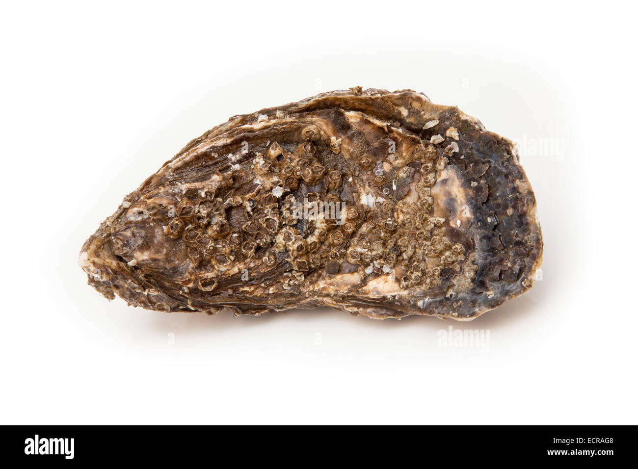 Oyster isolated on a white studio background. Stock Photo