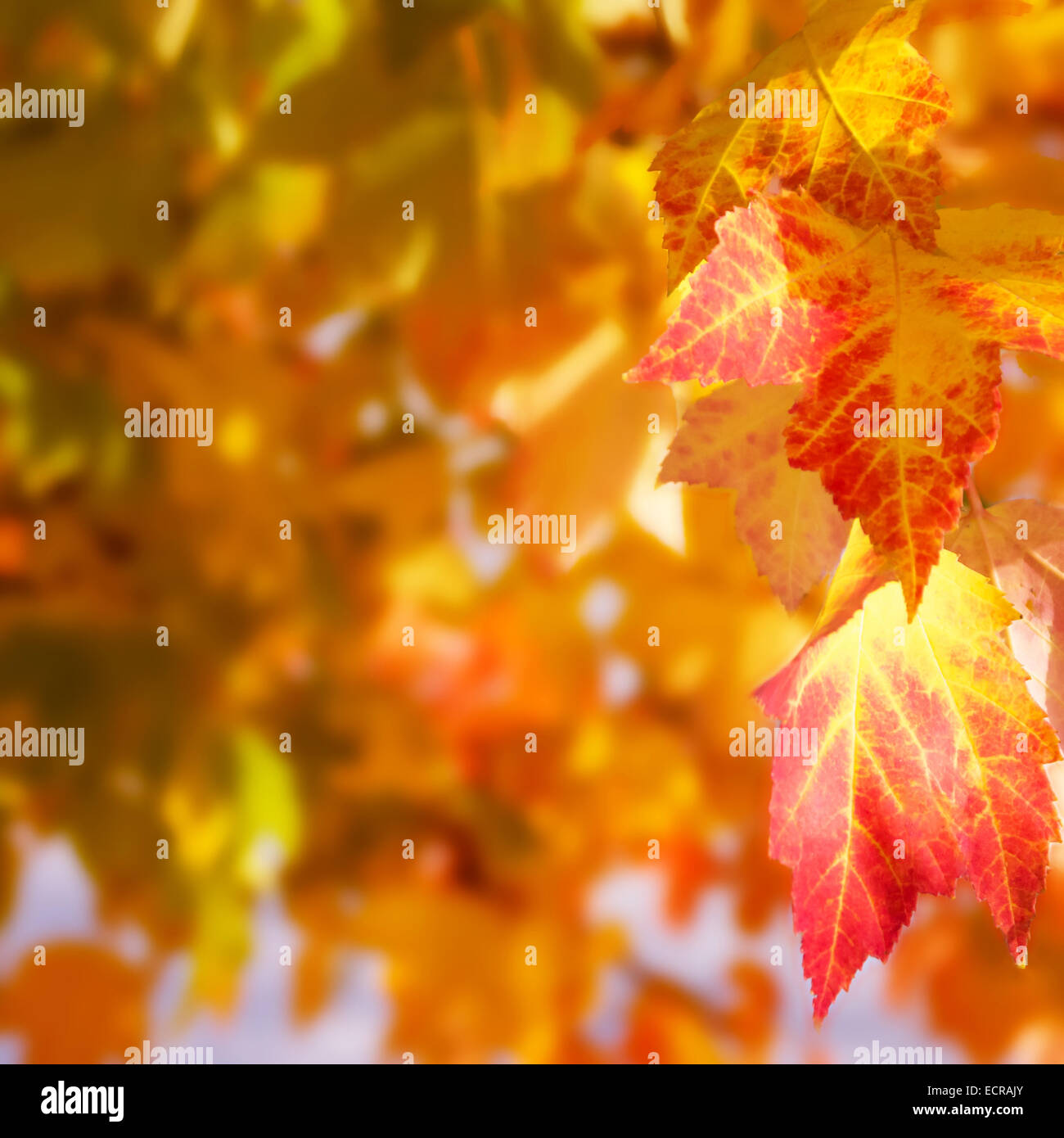 some beautiful colored autumn leaves Stock Photo