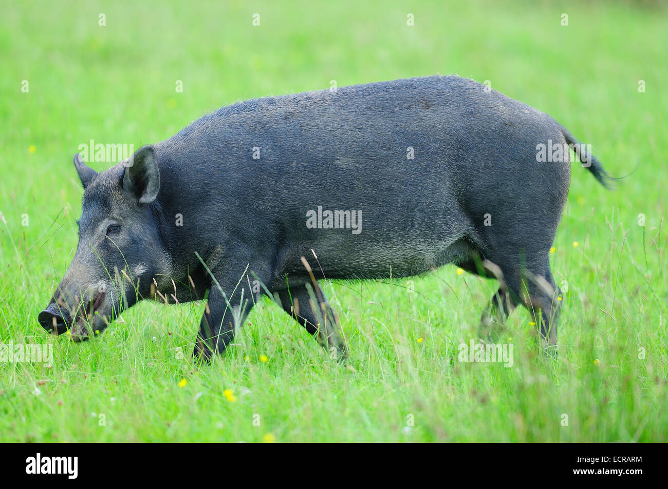 Female wild boar in field (captive). Devon UK July 2014 Stock Photo