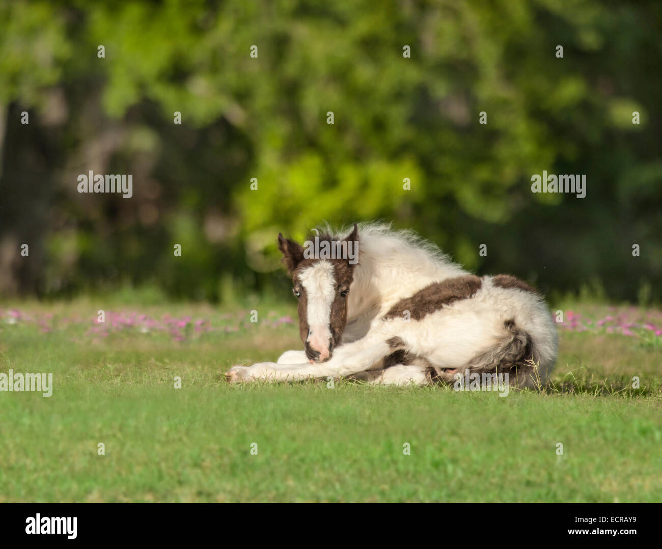 Foal horse bite hi-res stock photography and images - Alamy