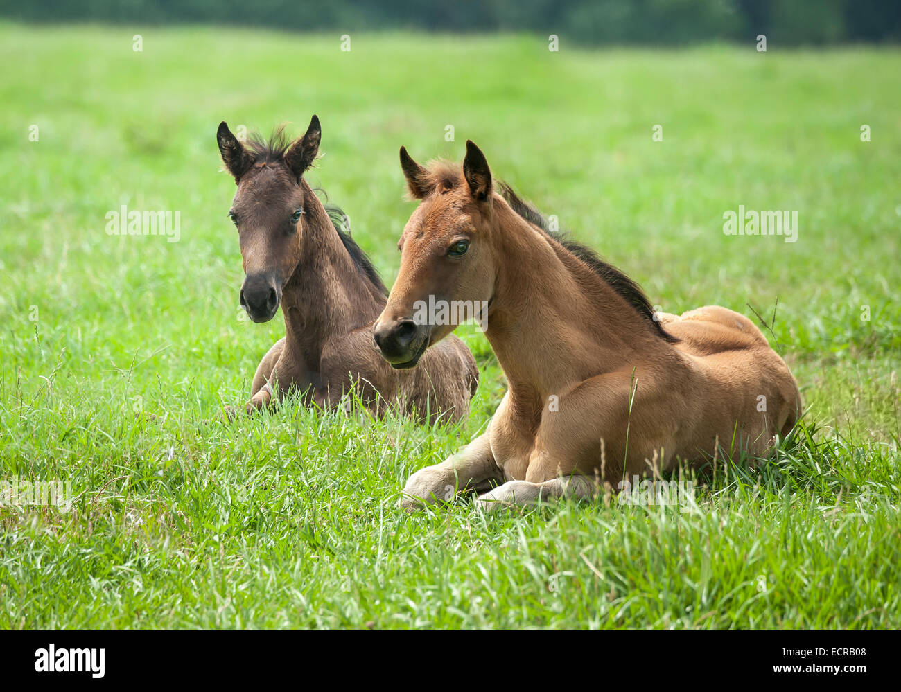 Quarter Horse foals lying in grass Stock Photo