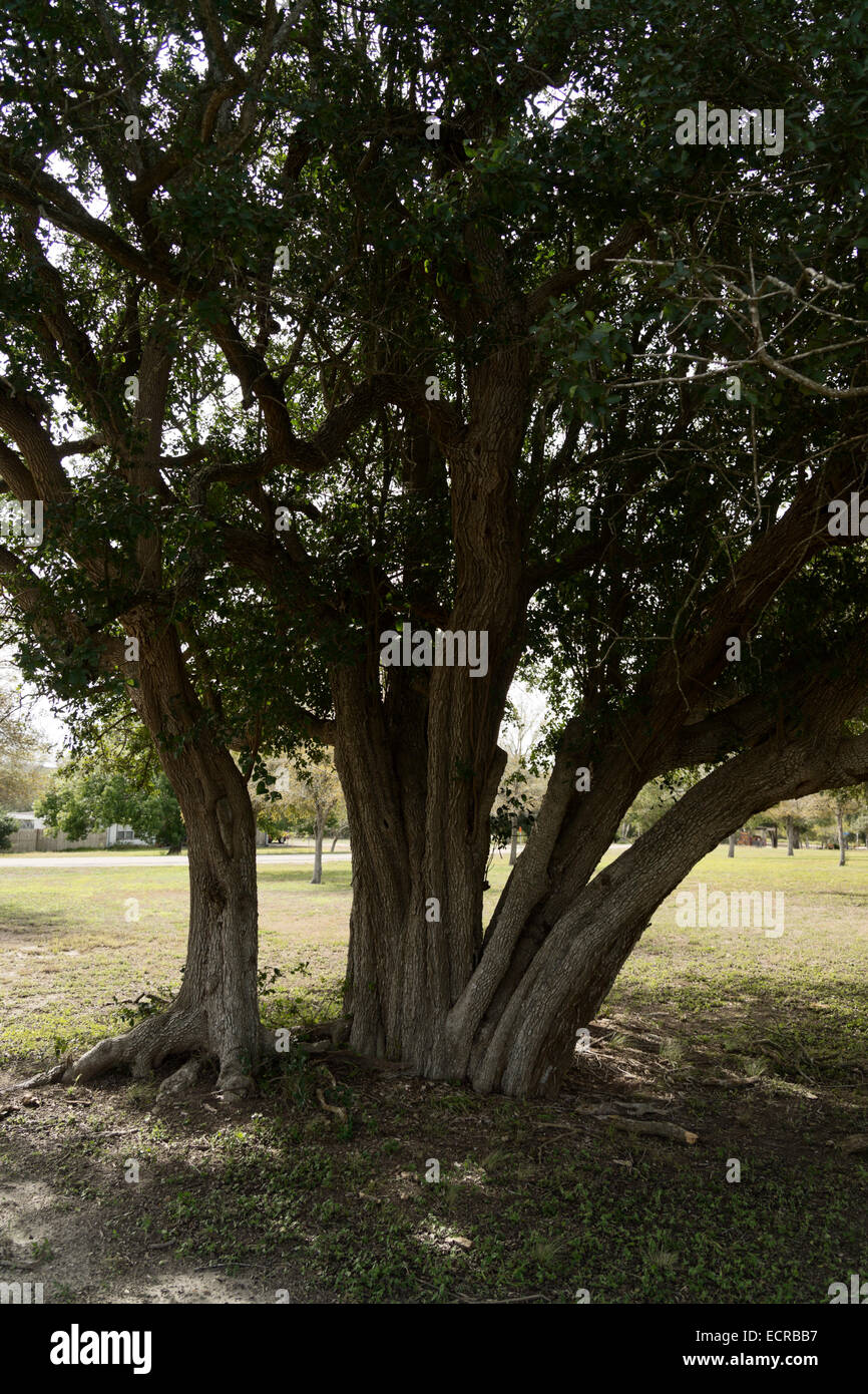 Texas live oak trees hires stock photography and images Alamy