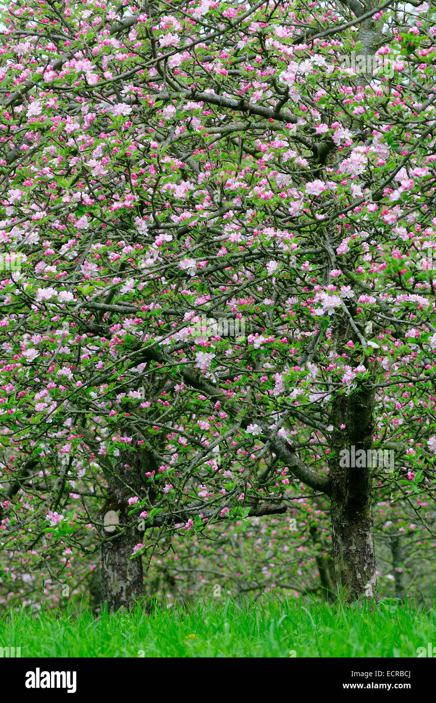 Cider apple orchard uk hires stock photography and images Alamy