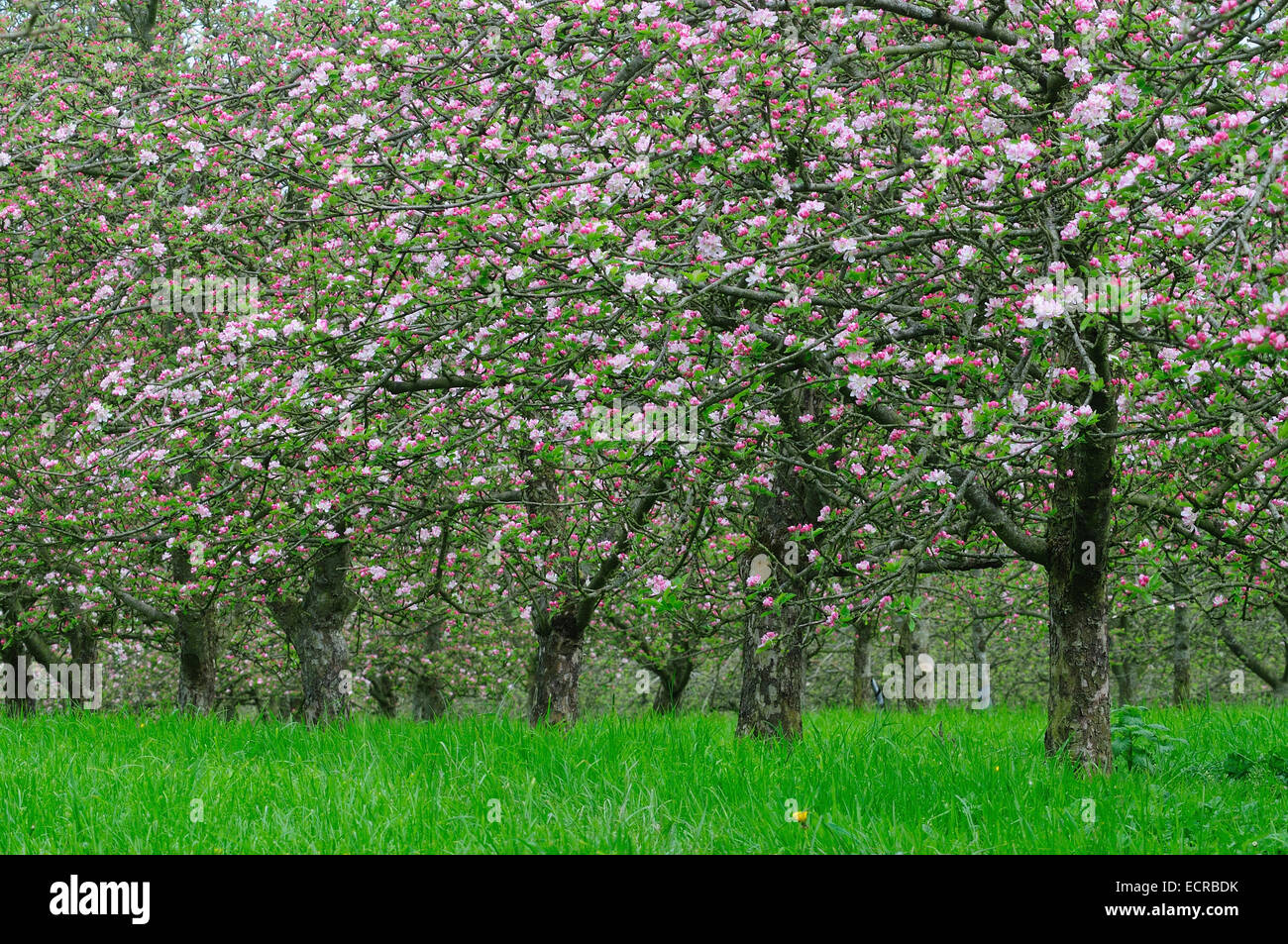 Cider apple orchard in blossom, near East Lambrook, Somerset, UK Stock Photo