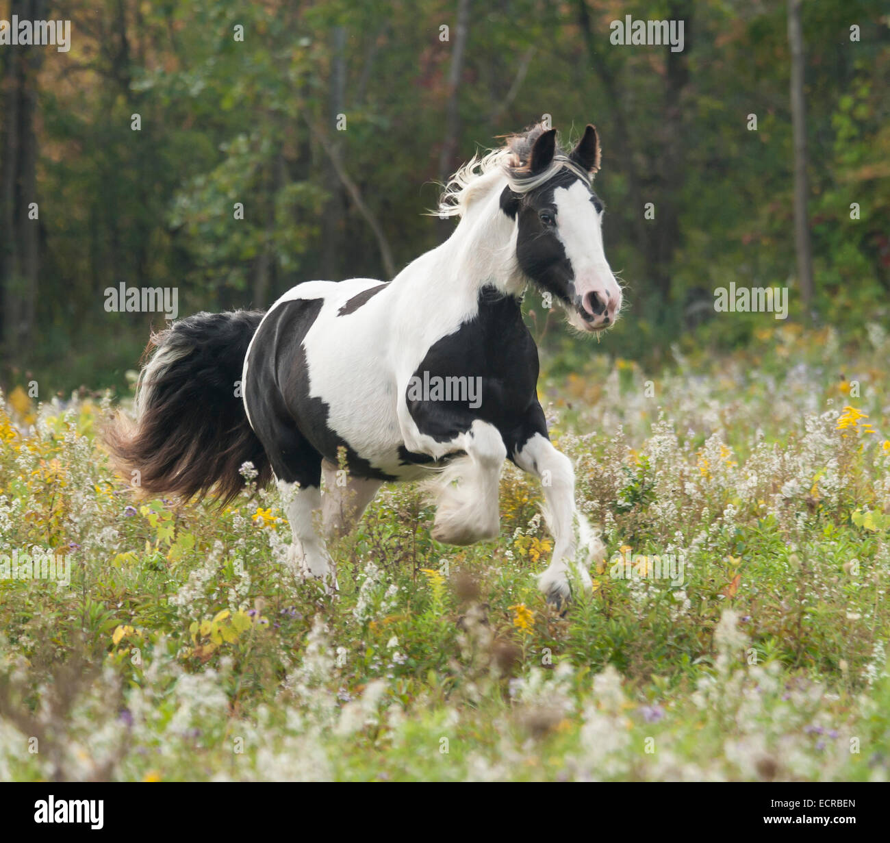 Gypsy Vanner Horse filly running in wildflower meadow Stock Photo