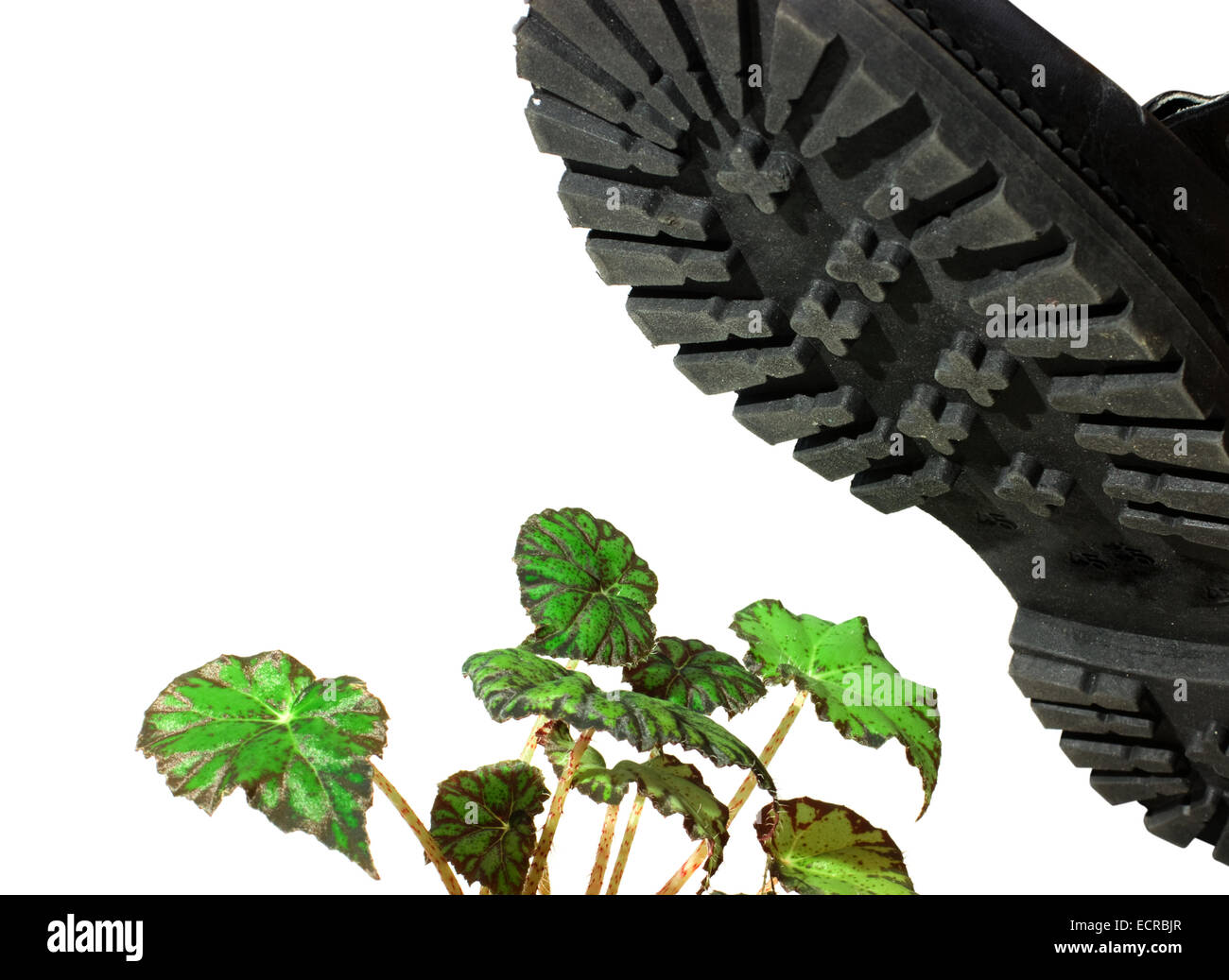 brute military boots and plant isolated on a white background Stock Photo
