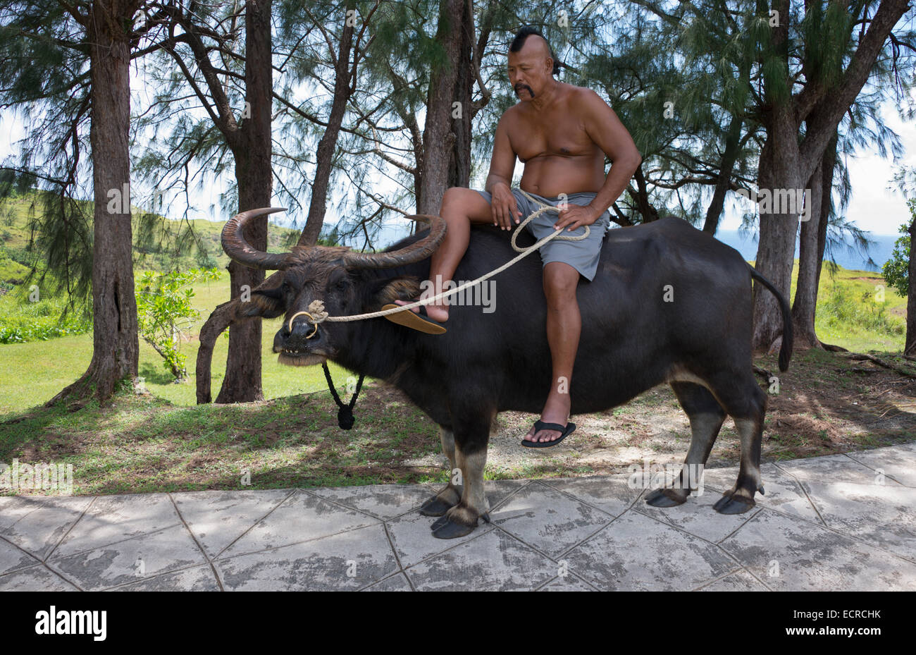 Micronesia, Mariana Islands, US Territory of Guam, Umatac. Local Chamorro man on water buffalo. Domestic water buffalo. Stock Photo