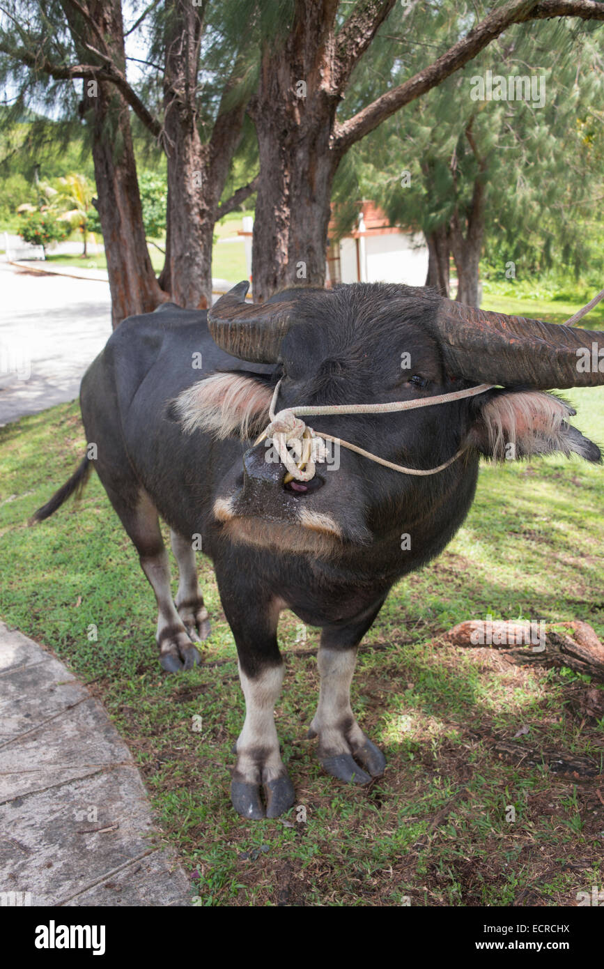 buffalo Nose Ring cow nose ring price in bangladesh