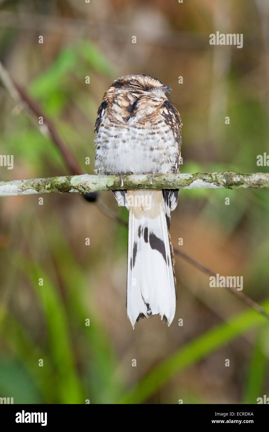 white-tailed nightjar (Caprimulgus cayennensis) single adult perched on stick at roost in daytime. Stock Photo