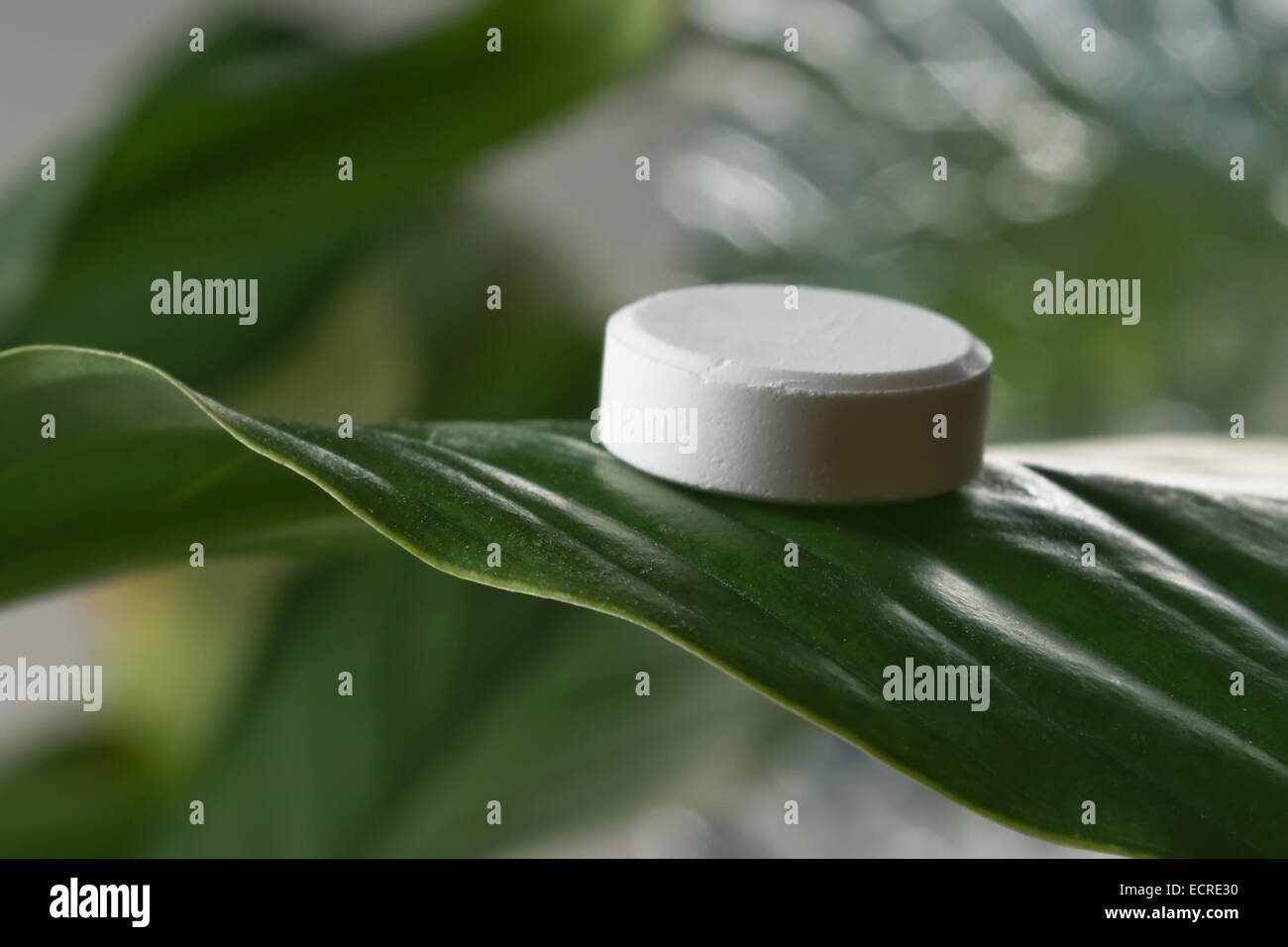 white pill lying on a green leaf Stock Photo