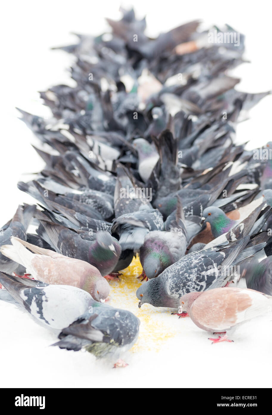 Flock of pigeons Stock Photo Alamy