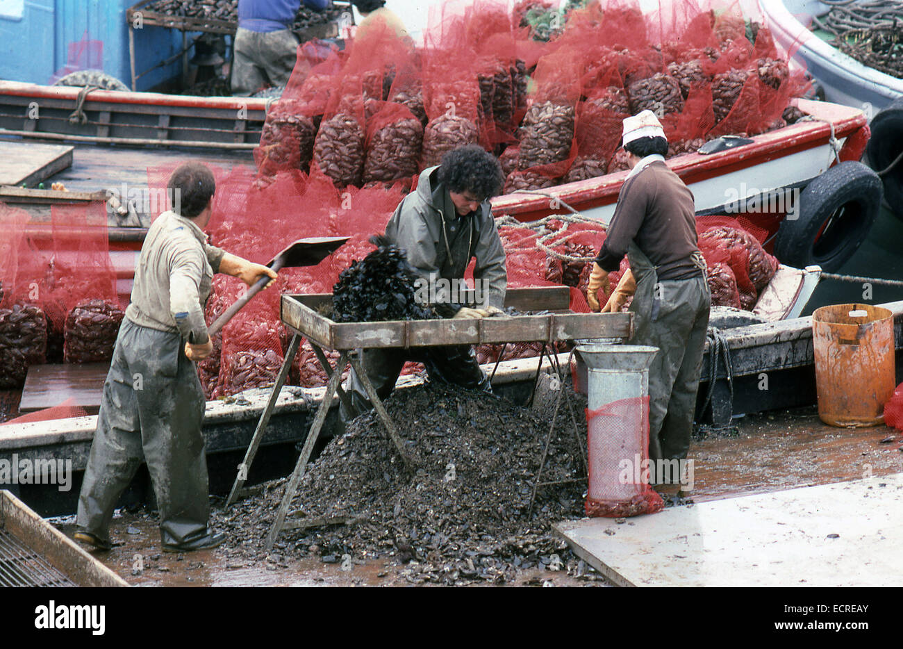 EL GROVE, PONTEVEDRA, GALICIA, SPAIN - JULY, 1983: The crew of a fishing boat clean a mussel and put them in bags for sale on Ju Stock Photo