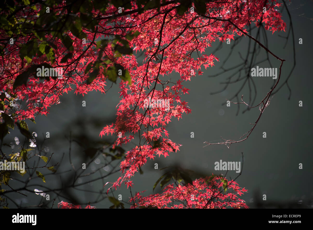 Japanese red maples in Kyoto, Japan Stock Photo Alamy