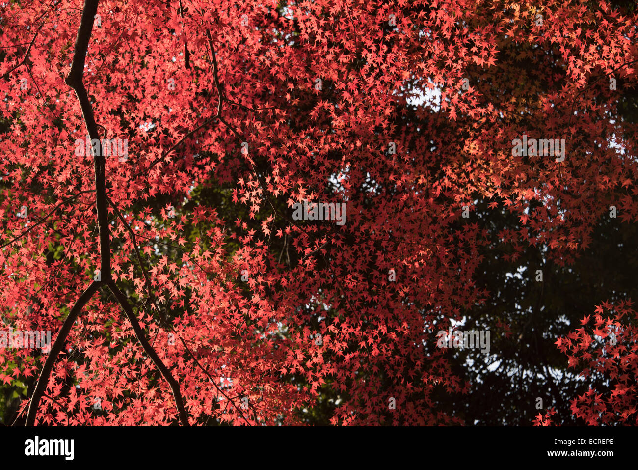 Japanese red maples in Kyoto, Japan Stock Photo Alamy
