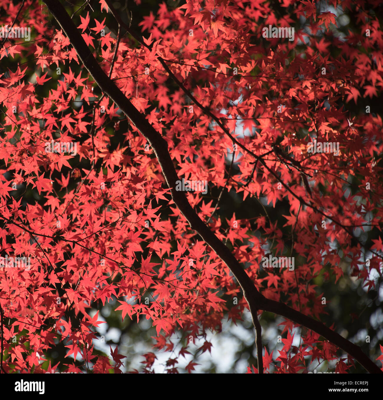 Japanese red maples in Kyoto, Japan Stock Photo Alamy