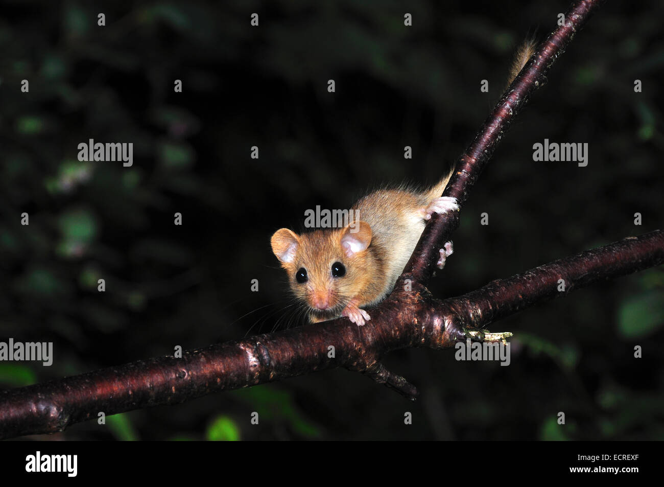 Dormice Hi Res Stock Photography And Images Alamy