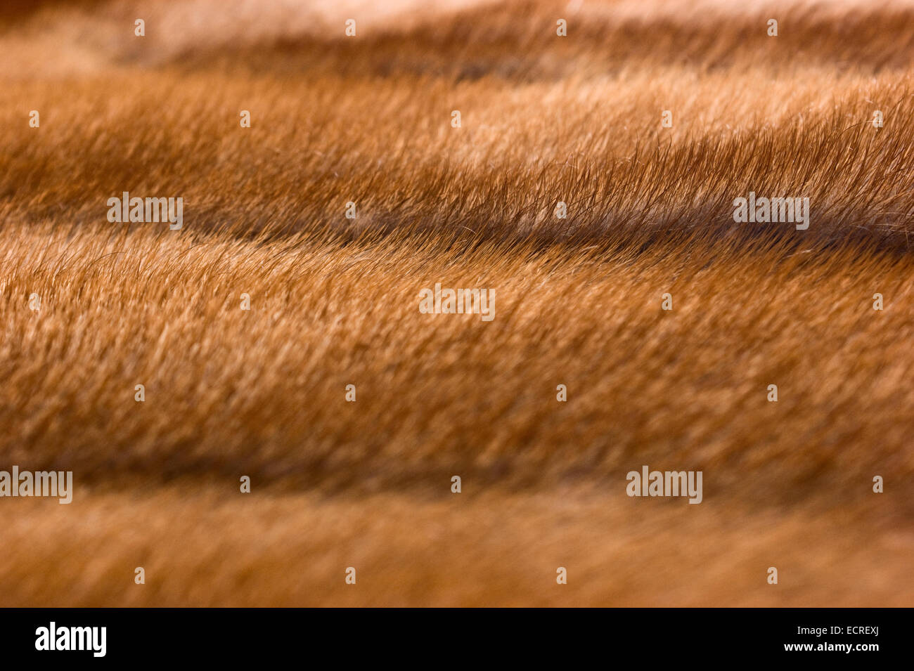 background, mink fur Stock Photo - Alamy