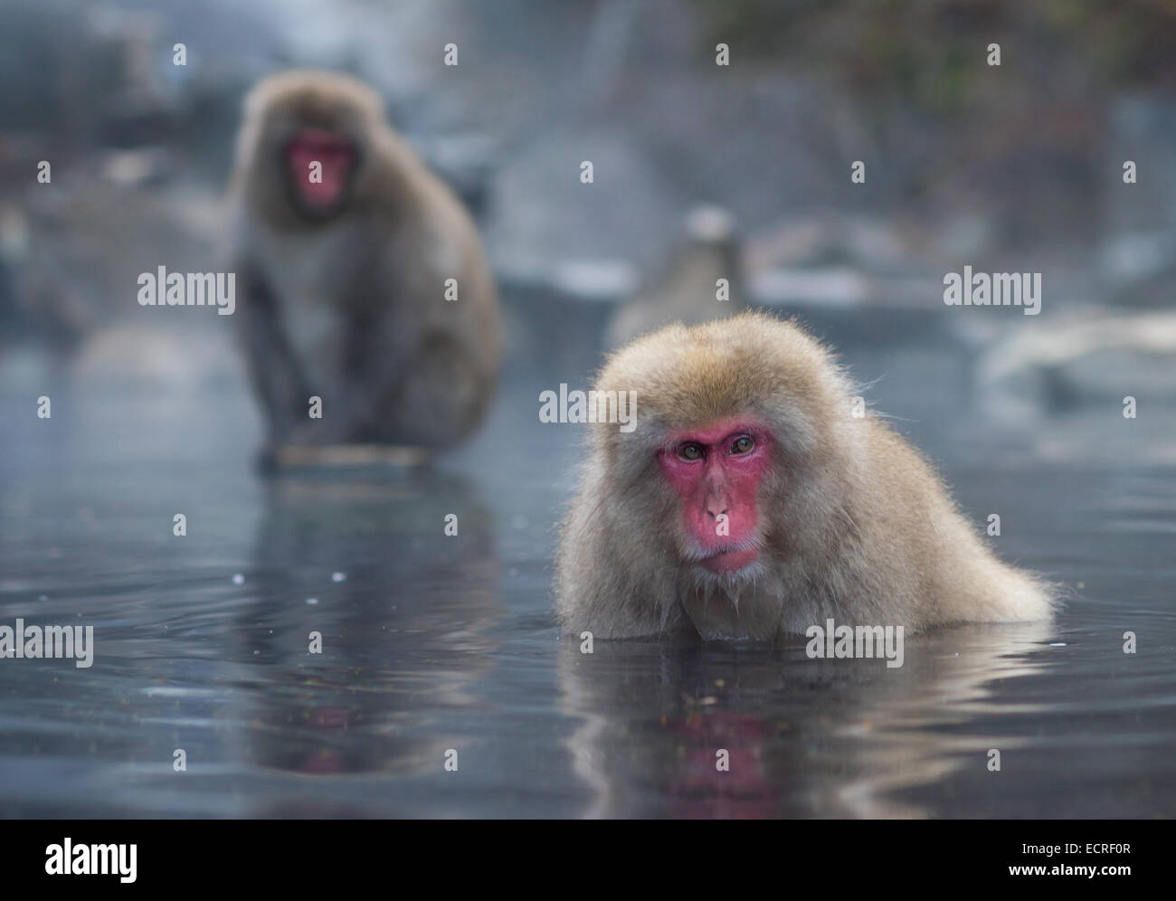 Snow monkey or Japanese Macaque in hot spring onsen Stock Photo