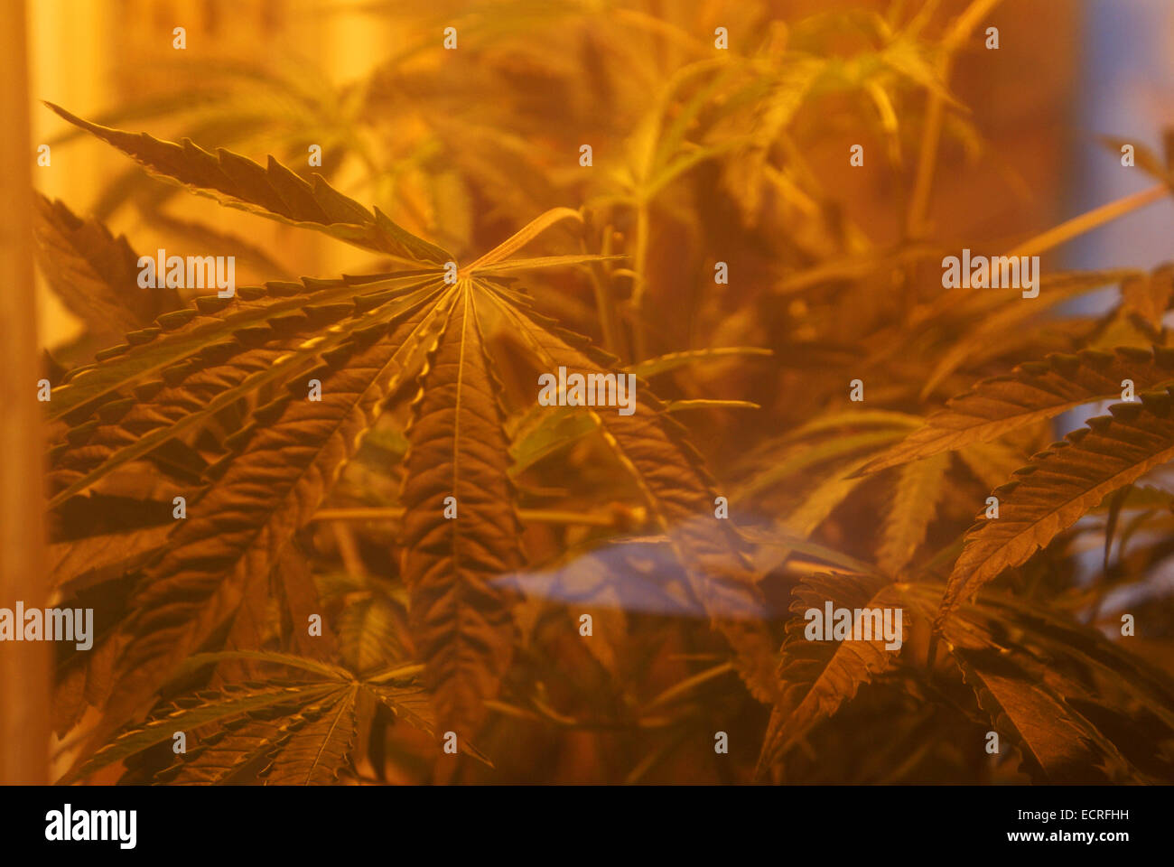 A cannabis leaf photographed through a window in Amsterdam Stock Photo