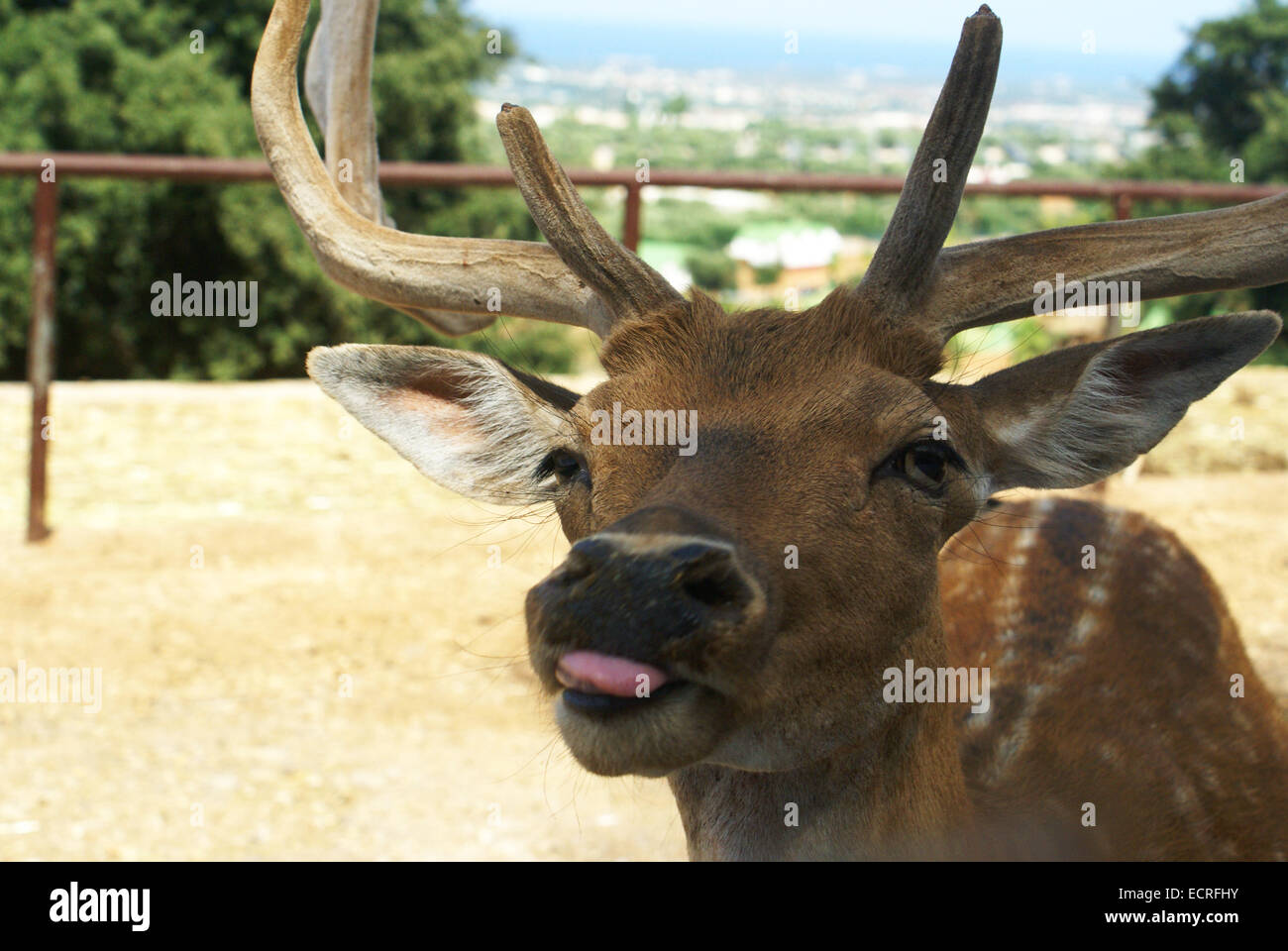 Deer tongue hires stock photography and images Alamy