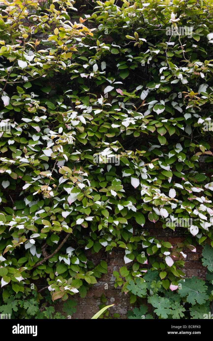 Selfclinging climbing stems and white tipped foliage of Actinidia