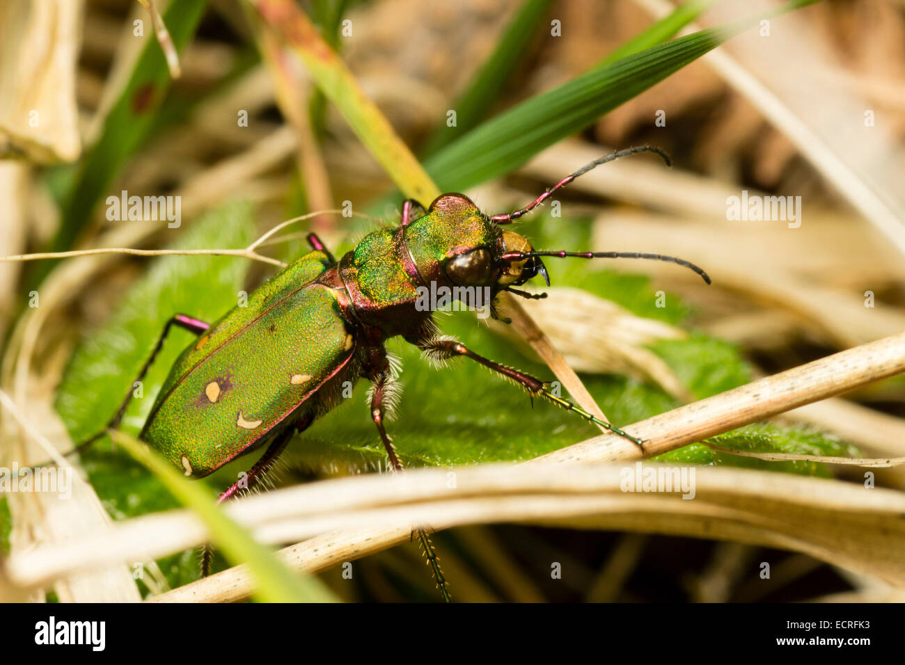 Ground living green tiger beetle, Cicindela campestris, on heathland, Cann Wood, nr Dartmoor Stock Photo