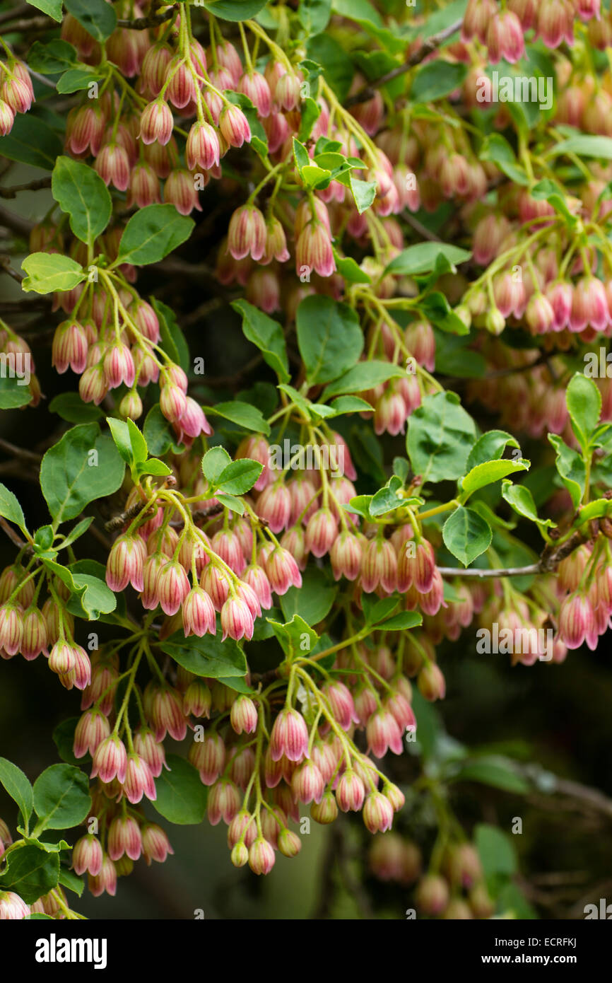 Delicate pink striped bells of the acid loving shrub, Enkianthus campanulatus Stock Photo