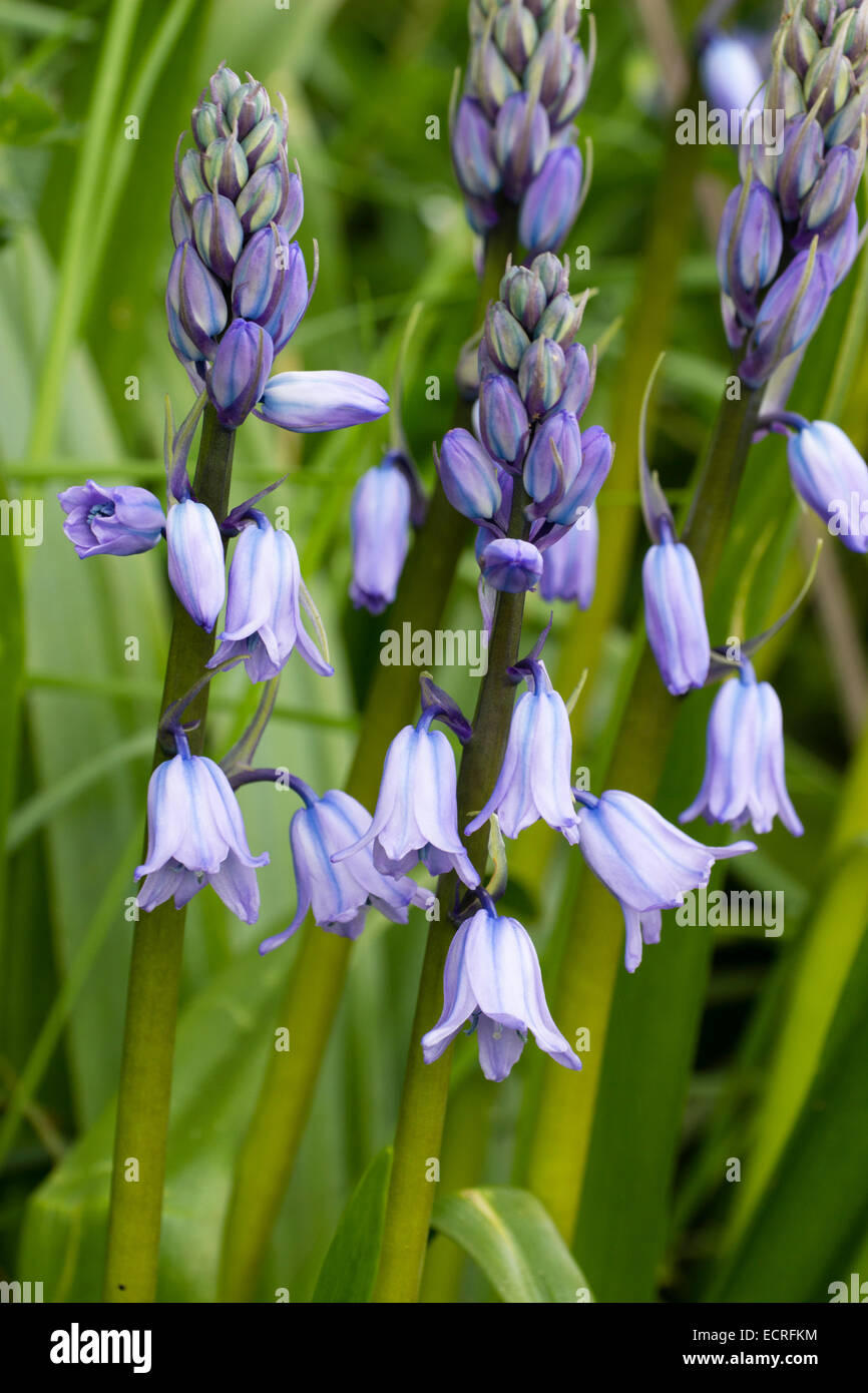 Striped blue bells of the Spanish bluebell, Hyacinthoides hispanica Stock Photo