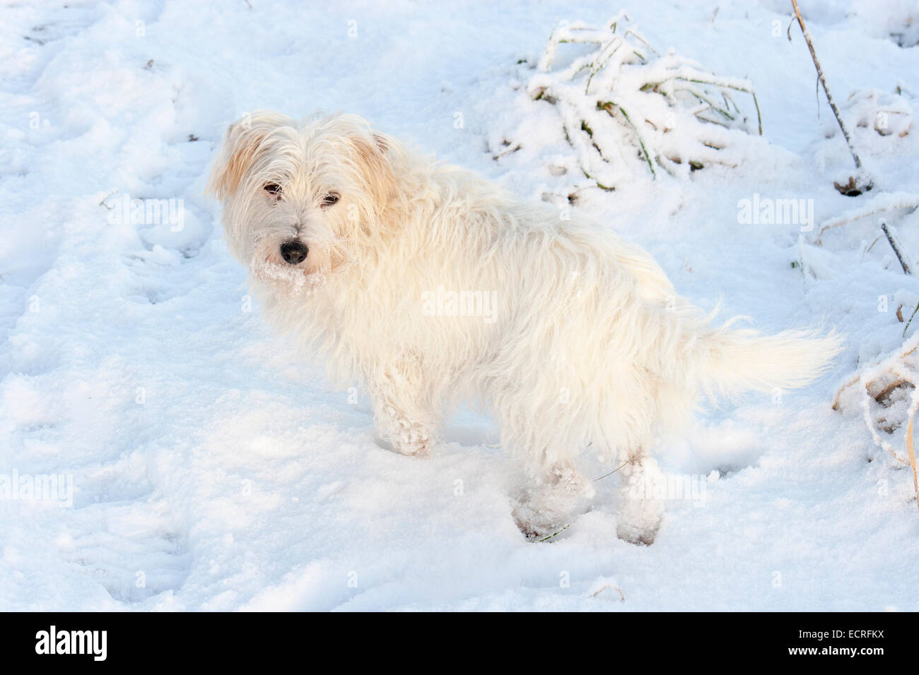 Long Coated White Haired Jack Russell Terrier Bitch In The Snow