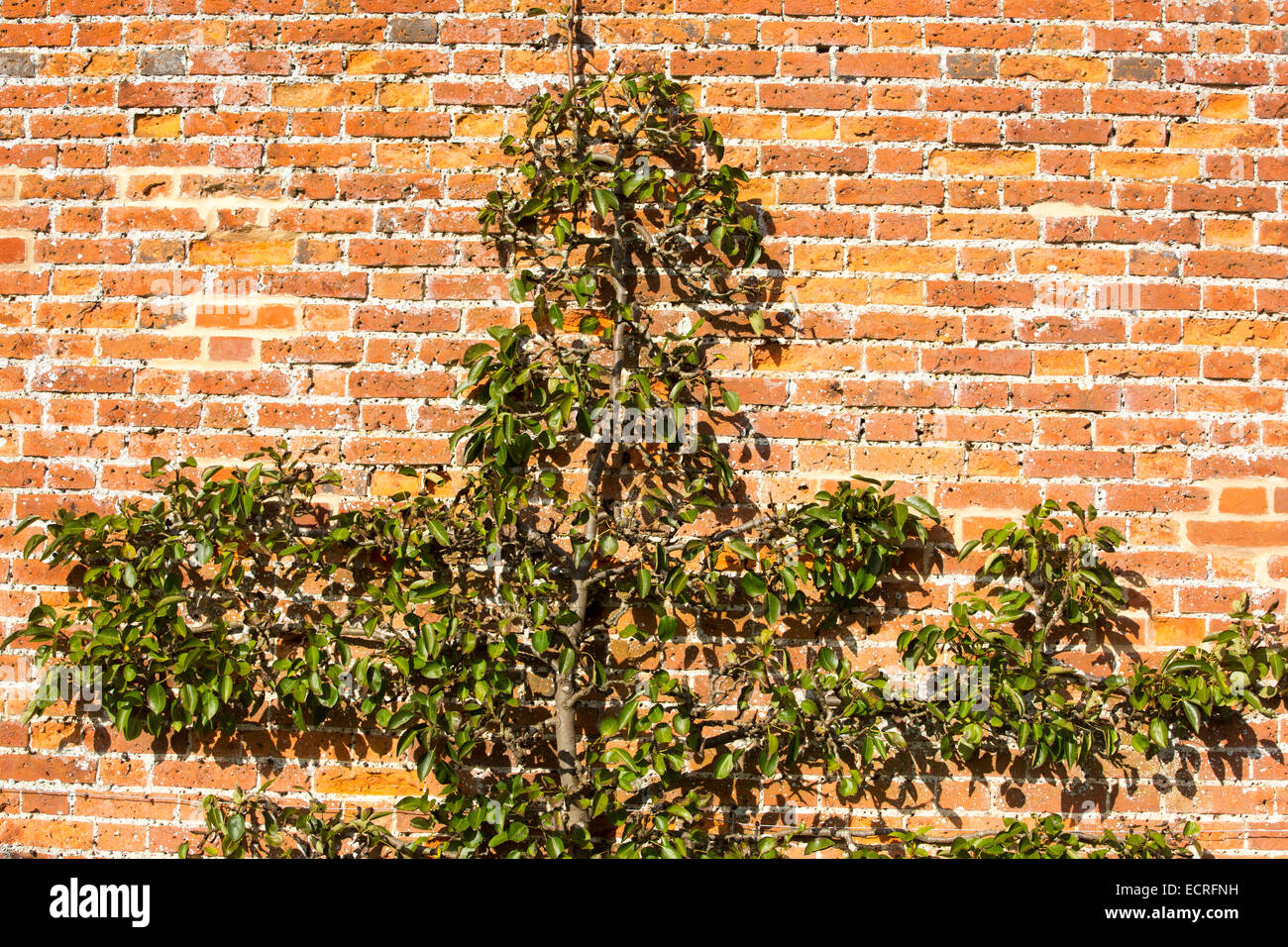 A fruit tree growing in the walled gardens at Felbrigg Hall in Norfolk