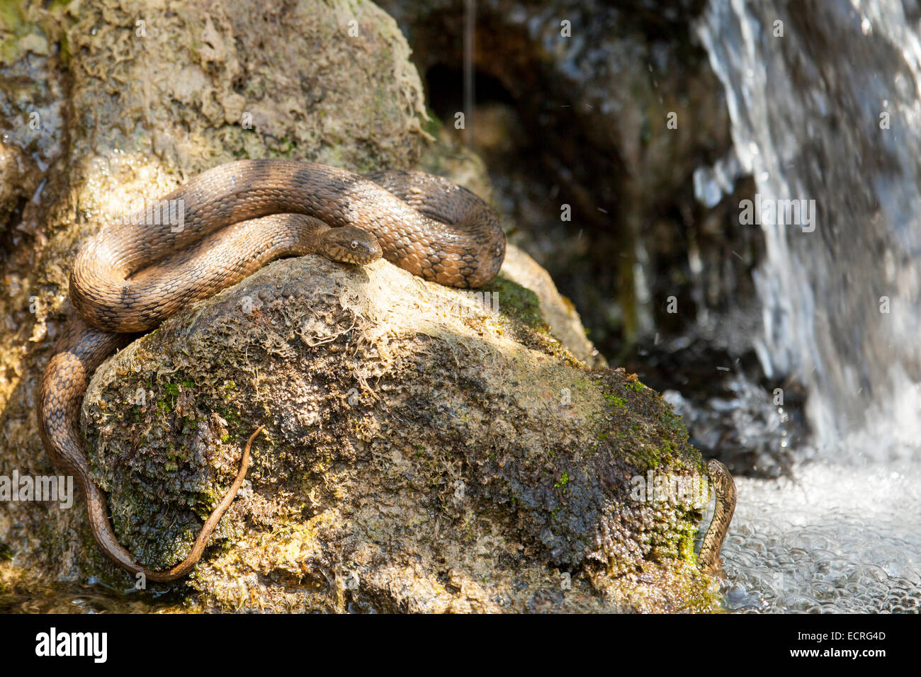viperine water snake on a rock near waterfall Stock Photo Alamy