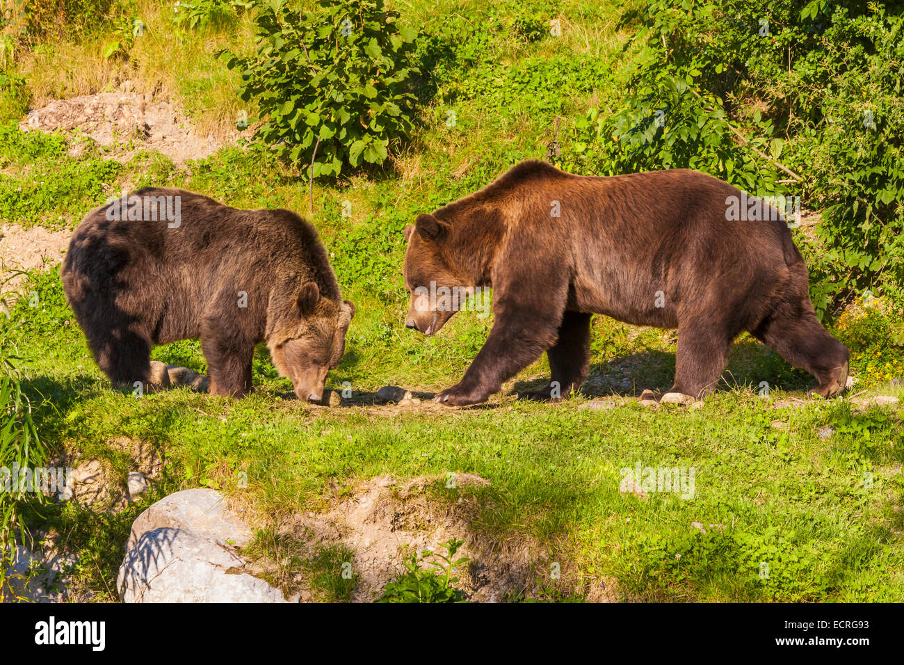 TWO BROWN BEARS, BEAR PARK, BAERENPARK BERN, OLD TOWN OF BERN, BERNE, CITY, BERN CANTON, SWITZERLAND Stock Photo
