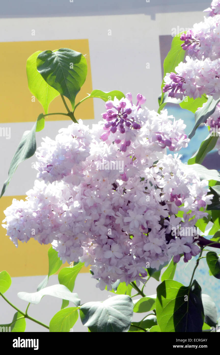 blooming lilacs Stock Photo