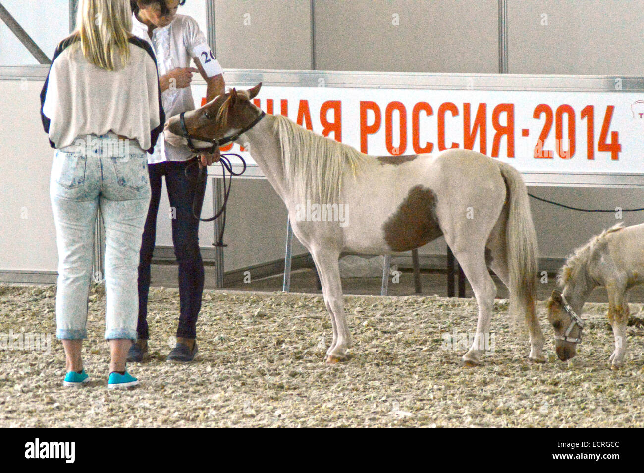 Ridding Hall International Horse Exhibition During the Show August Stock Photo Alamy