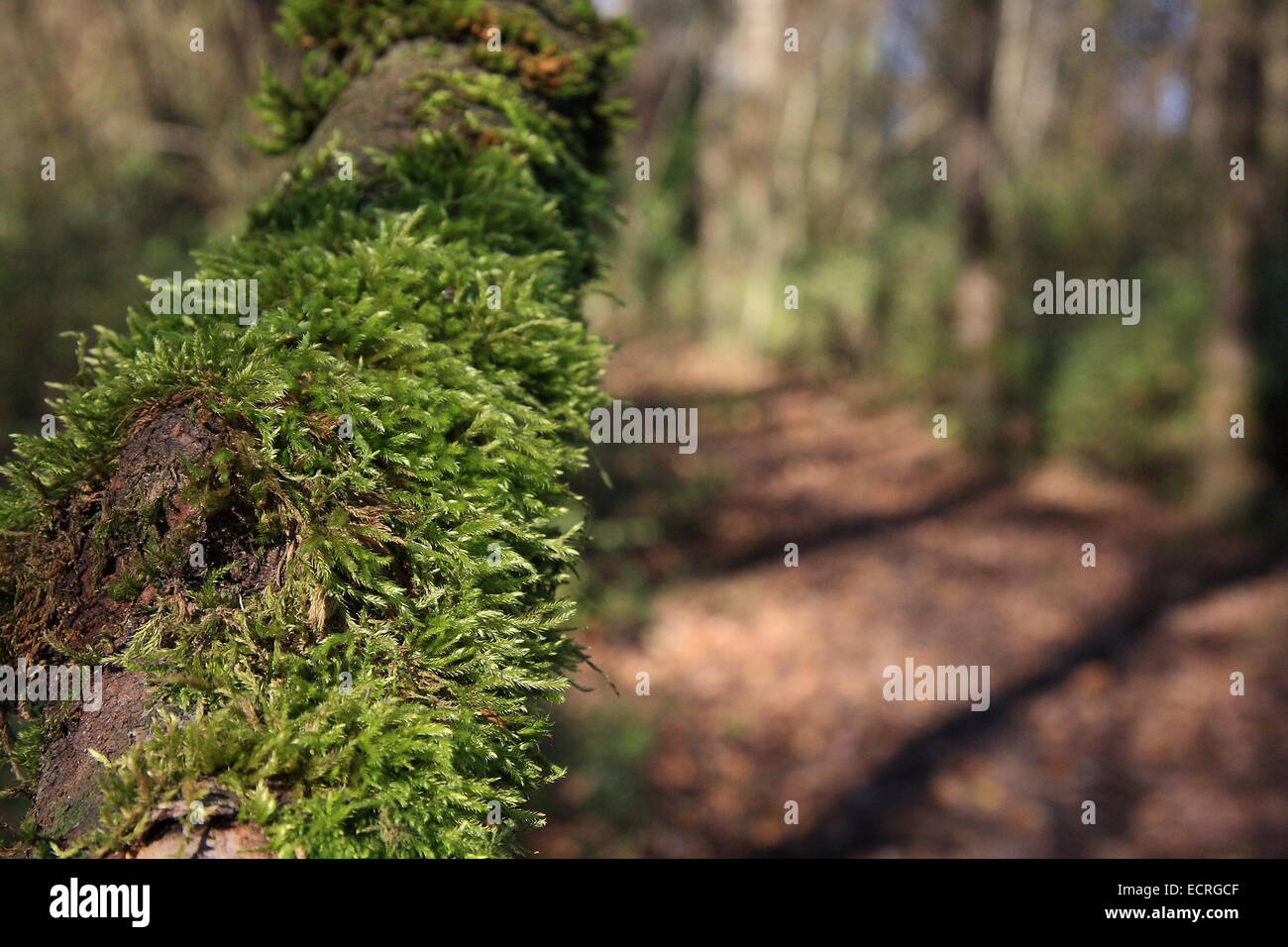Close up photo of moss on a rotting tree in the Forest Stock Photo