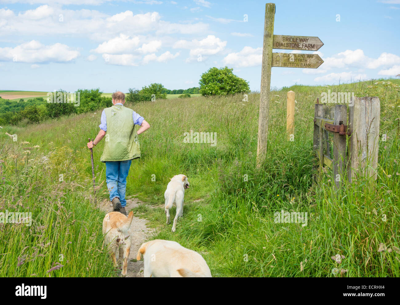 Dog moors hires stock photography and images Alamy