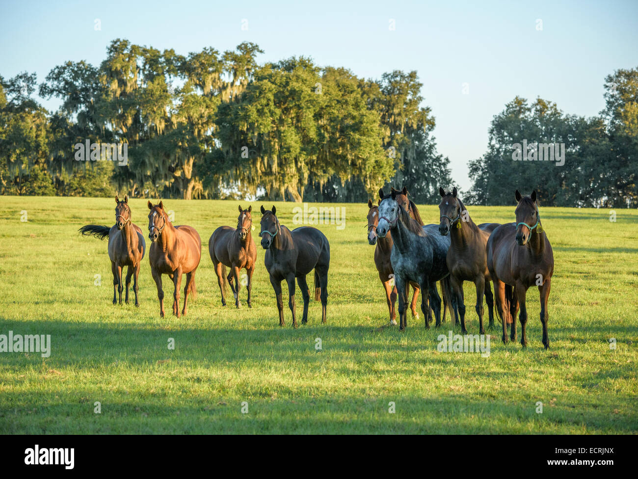 Herd of Thoroughbred horses in green pasture Stock Photo - Alamy
