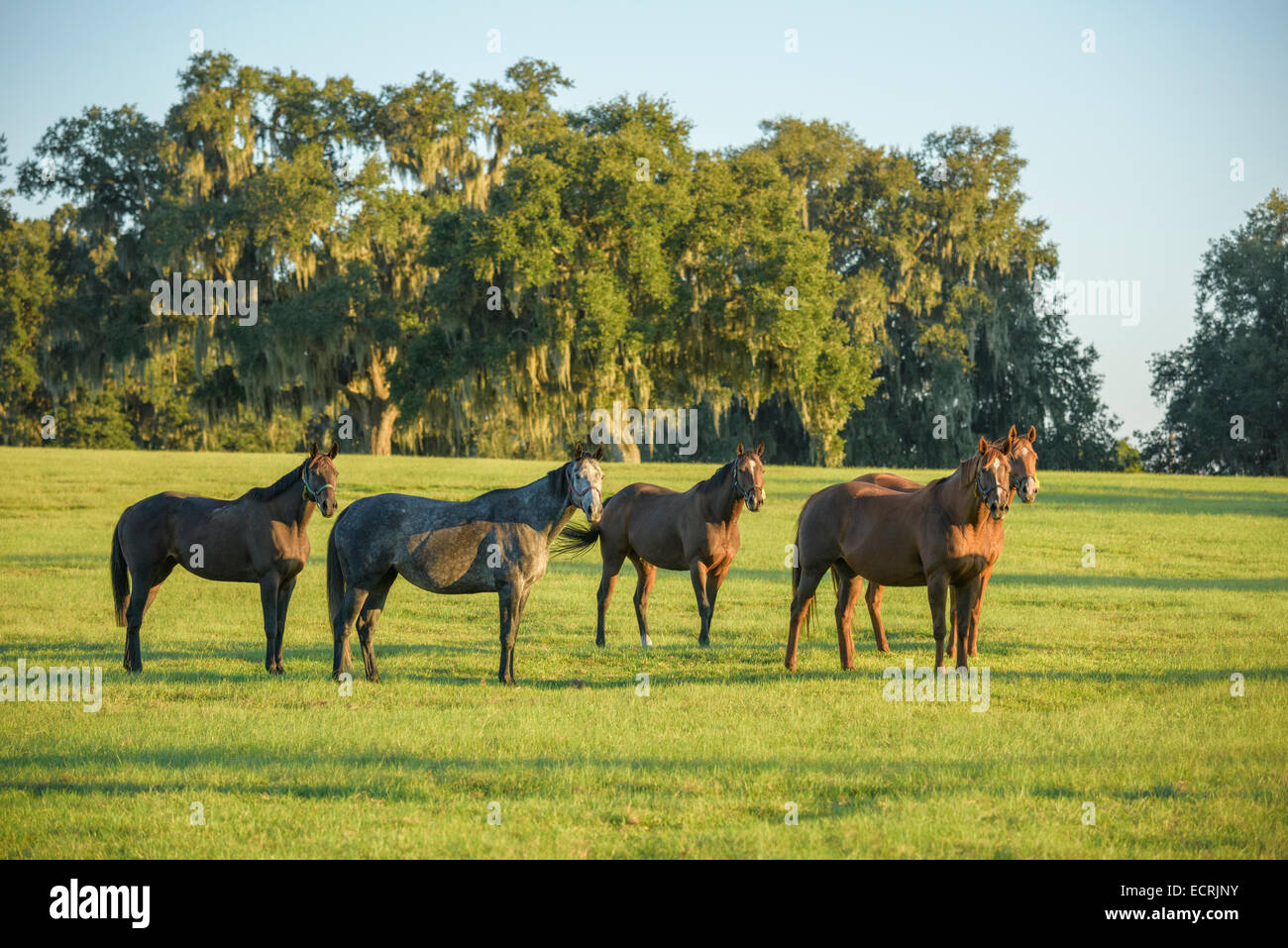 Herd of Thoroughbred horses in green pasture Stock Photo