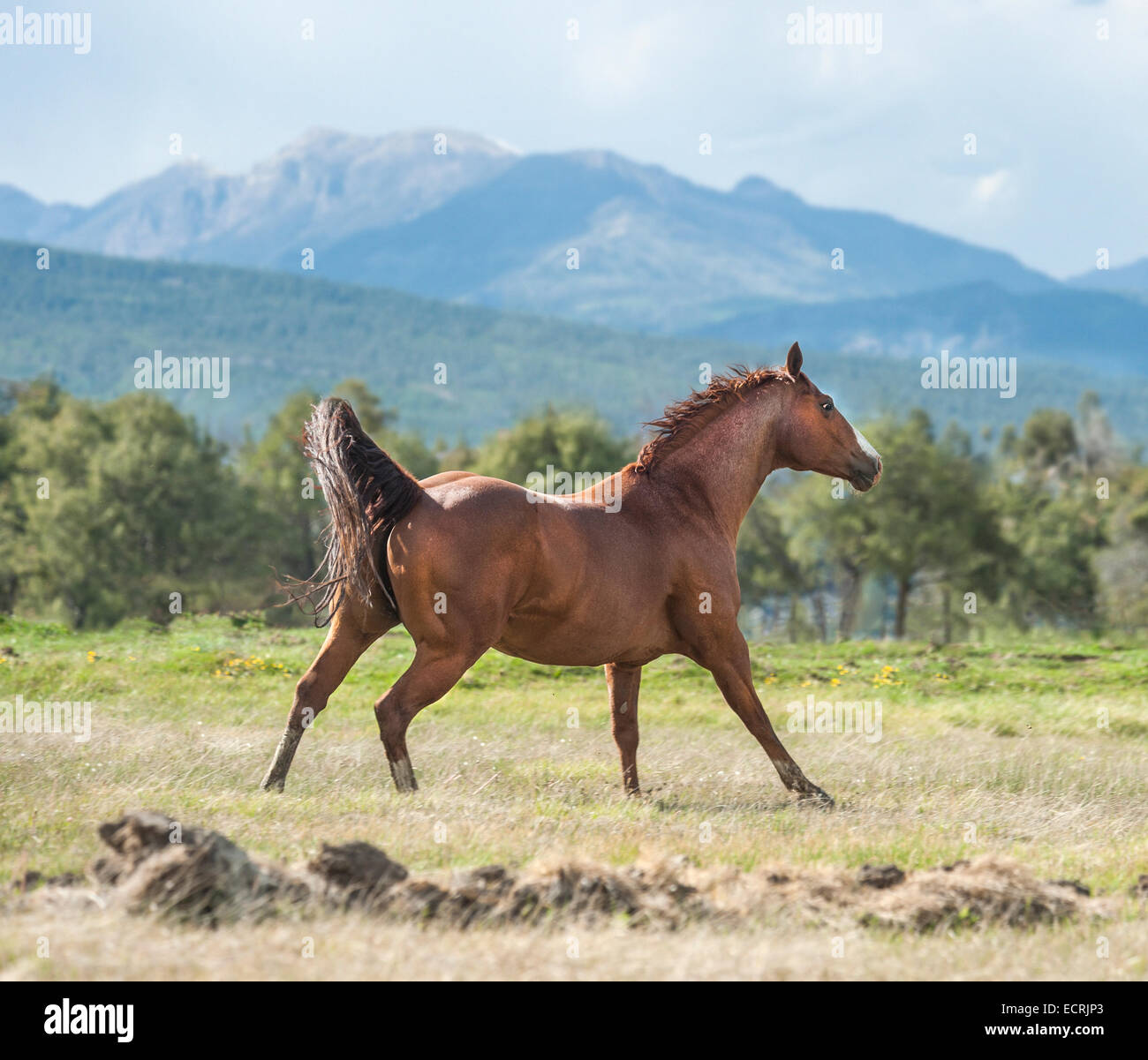 Quarter Horse stallion Stock Photo